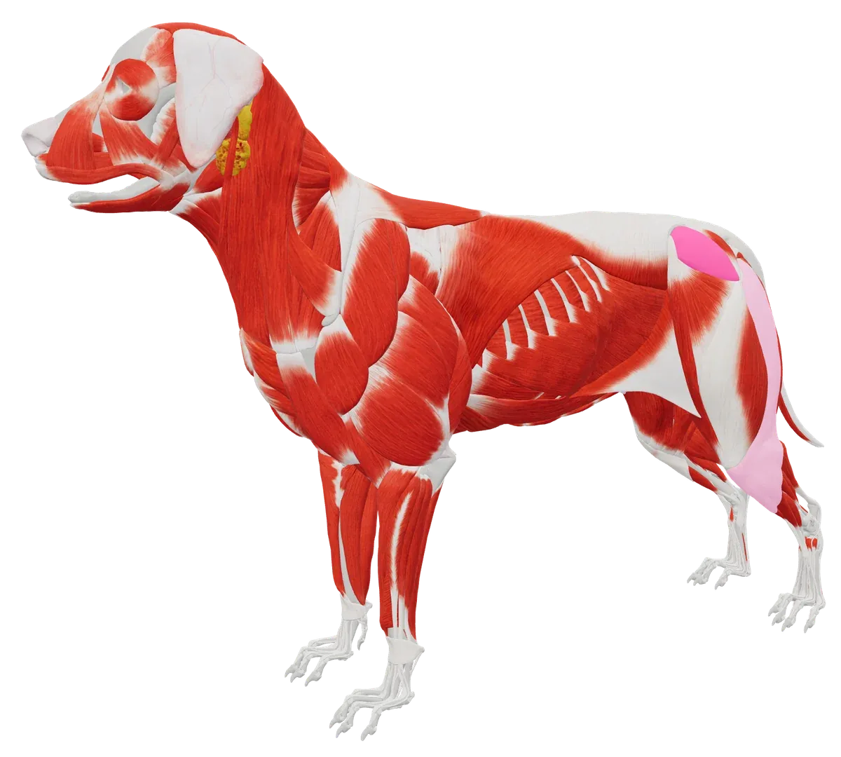 3D-Hundemodell aus TheraTap, Ebene für Ebene durchleuchtet: Fell, Skelett und Muskulatur, der M. gluteus medius links ist als Befund markiert